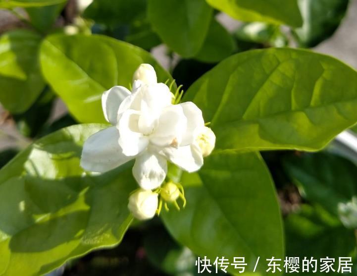 太阳|夏天养护5种花,大太阳下也别躲,越晒越爆盆