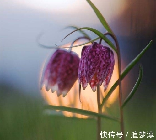 此花宛如床头的小台灯，灿烂夺目外形奇特，是极致绚烂的忍耐之花