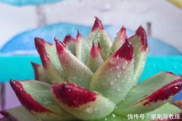 多肉乌木,养好不难,繁殖不易,尤其是播种要注意这些,才会发芽!