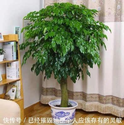 “大户人家”都在养的4种花,不仅四季常青,而且寓意非常好