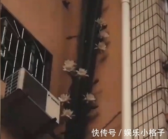 奇观|广东一龙骨花在楼外养殖,十几年长到6层楼高,网友:天下奇观