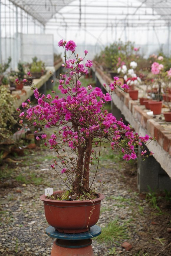 收藏|惊艳的6大盆景造型,中国植物艺术的巅峰,收藏起来