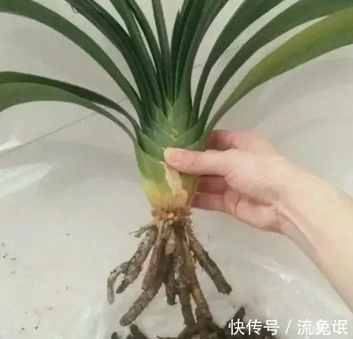 根系|如何判断君子兰需要换盆了,看准这些