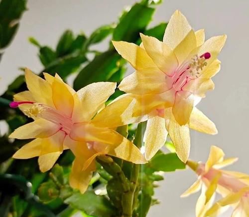 家养蟹爪兰，把握4个关键点，年年花繁叶茂！