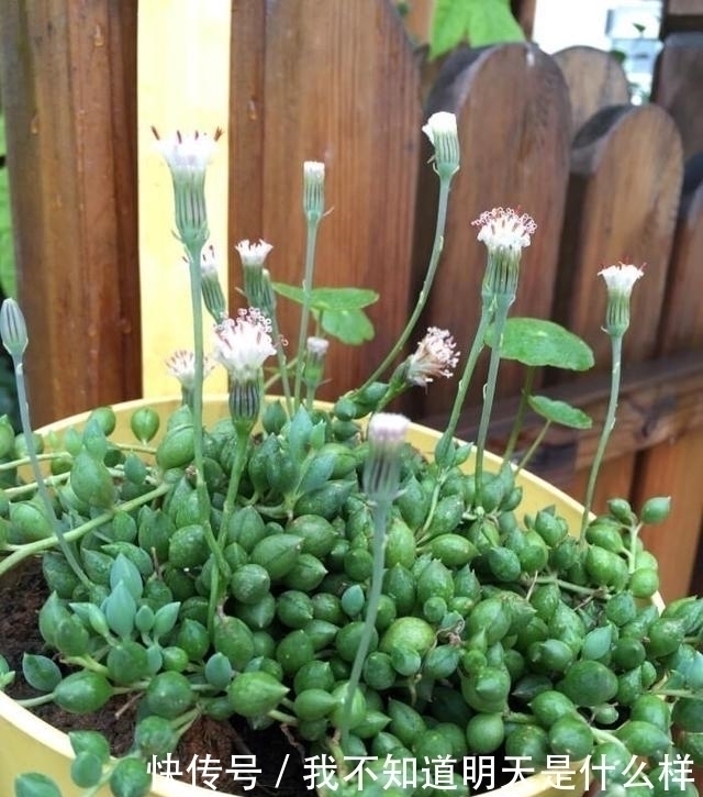 无痕|3款“爱哭鼻子”的多肉植物,名字很凄美,出了状态确让人很陶醉