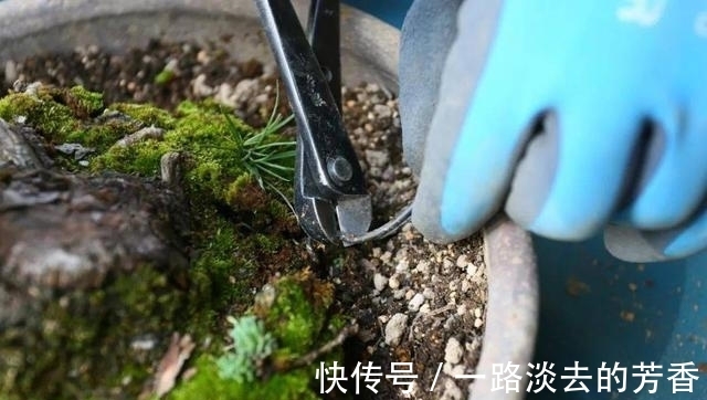 盆栽|怎样知道花卉要翻盆了？有5个表现就要注意，否则会严重影响生长