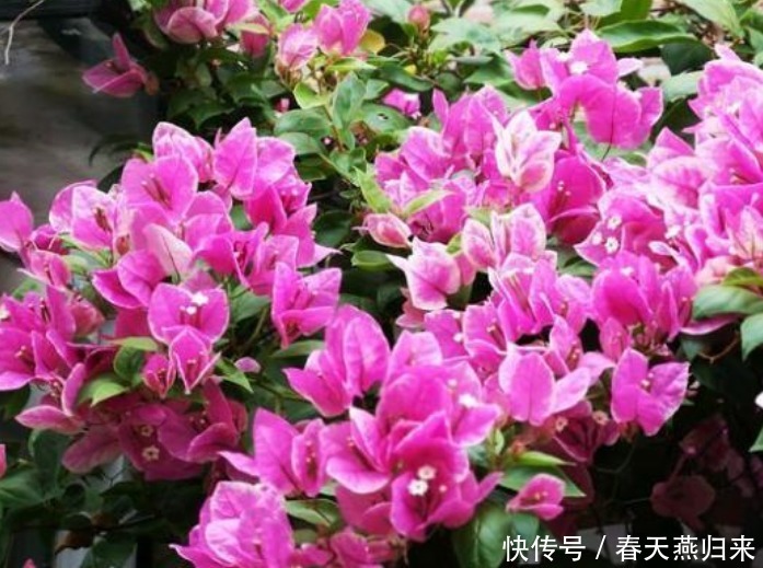 5种花，耐热又耐冷，四季都有花赏，满屋子飘香，南北方都能养！