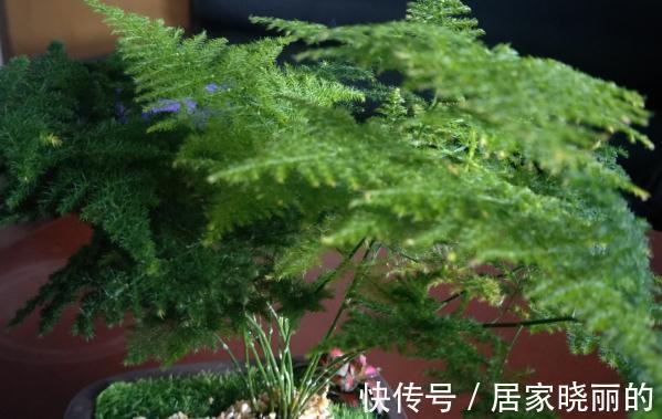 仙人球|适合养在办公室的植物,不仅容易打理,而且赏心悦目,上班族标配