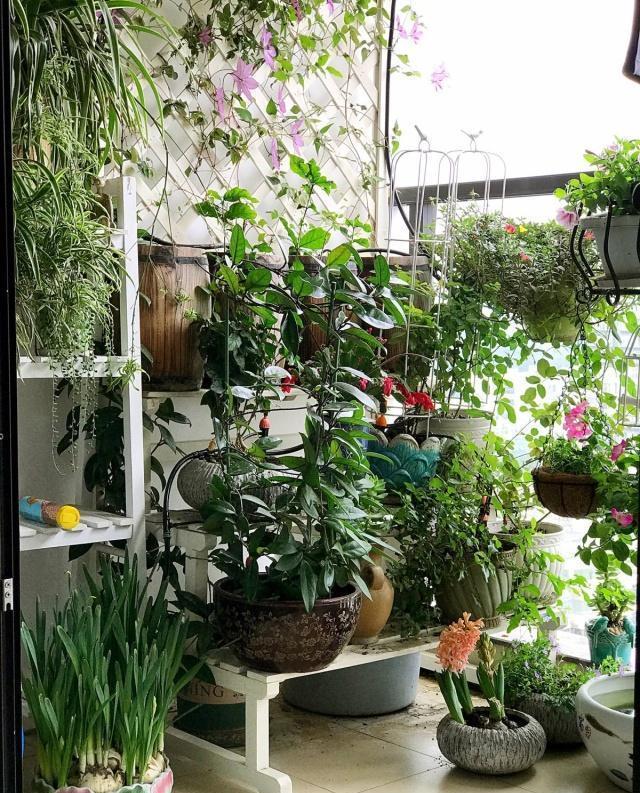 喜欢养花的朋友,几个臭毛病,出门变得贼溜溜,看你有没有