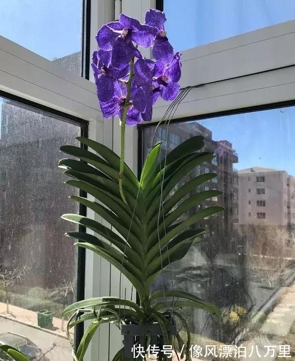花姿|6种兰花爱开花,一开就变成“花瀑布”,太美了!