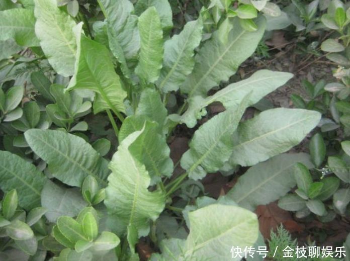 药用价值|乡下俗称“金不换”的植物,比醋还酸,市场价值却很高,价值珍贵