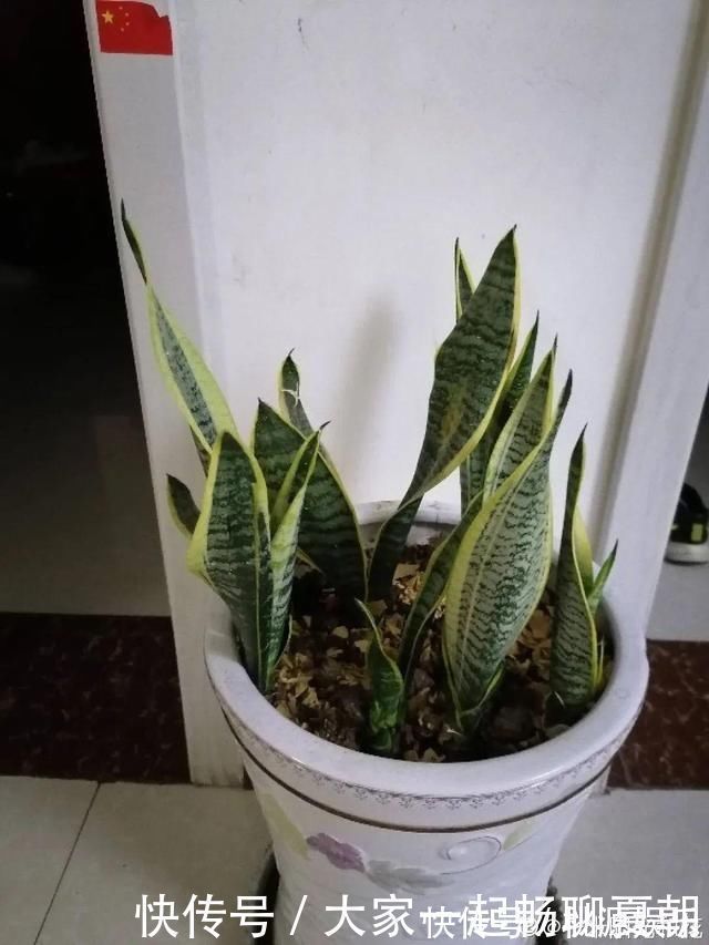 扦插|3种花不用扦插，掰下来就能活，1盆变10盆，懒人也能养