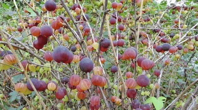 野果|告诉家乡人,此野果,目前40元一斤,别漠不关心