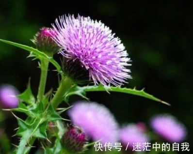 形似刺儿菜，犹如是王子在保护公主，很多人讨厌