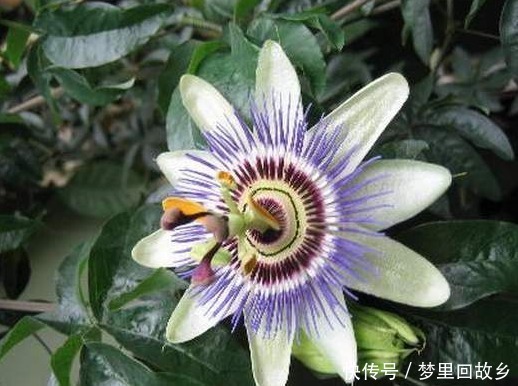 名字|喜欢菊花,不如养盆“高档小花”血根草,名字奇葩,长得却很美
