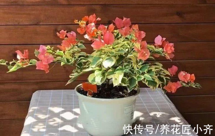 花盆|秋季是买花的季节,买到“黄泥”花苗,学会上盆缓苗,养好挺简单