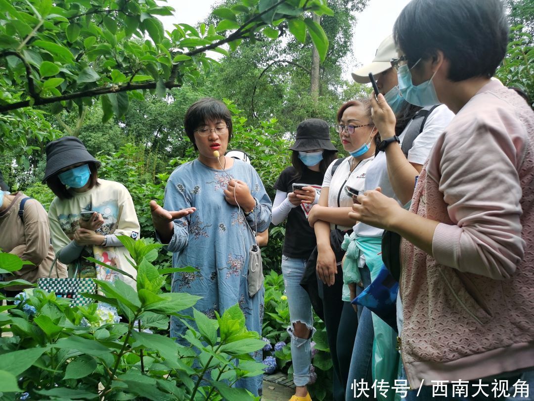 花友会|百颗毳毬谁织就，几枝琼萼露和圆 成都植物园“绣球花花”花友会与园艺爱好者浪漫相约