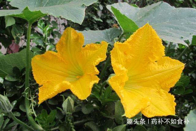 营养价值|以前被农村人“嫌弃”，殊不知其营养价值，现在却被当成“宝贝”