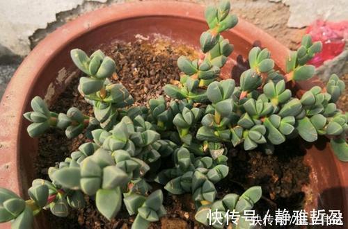 3种多肉别再室内养,养花大神都避开,你也别再当作宝!