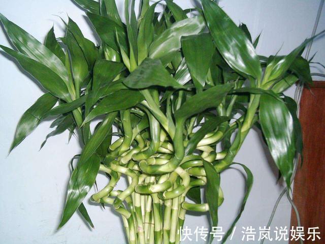 茂盛|水培富贵竹,水里放一点“料”,不黄叶不烂根,油绿茂盛能开花