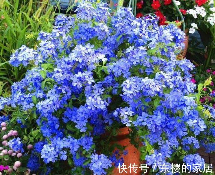 花芽|农历7月13日开始，居家养这几款植物，漂亮又养人，美爆阳台！