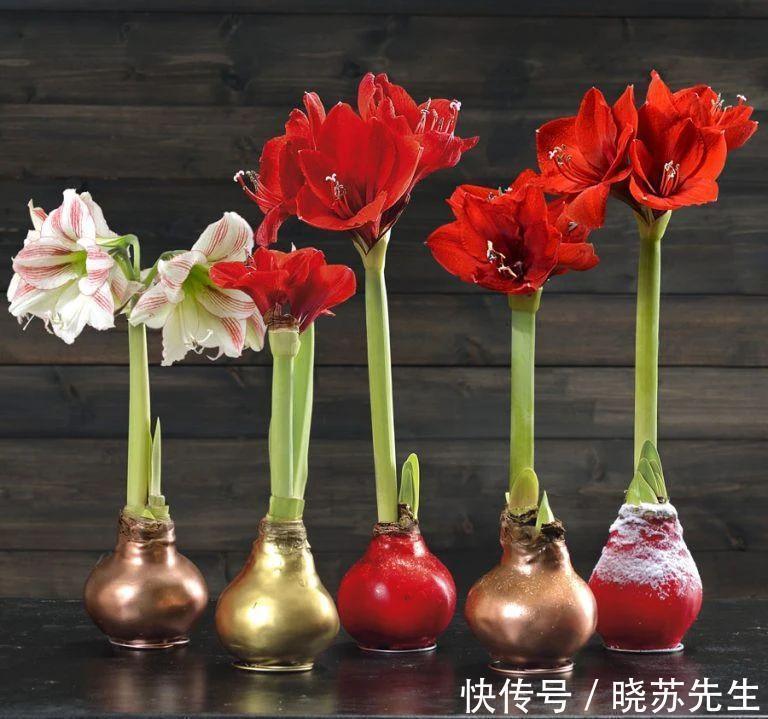 一个大疙瘩,开花“比脸大”,养朱顶红的5个窍门,年年开大花