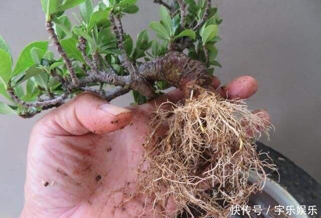 茜草科|养“栀子花”,注意1个小细节,不黄叶、不掉苞,油绿茂盛开花多