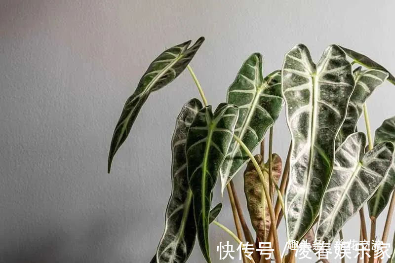 一年四季可以养在室内的开花植物和观叶植物，附新手养护教程