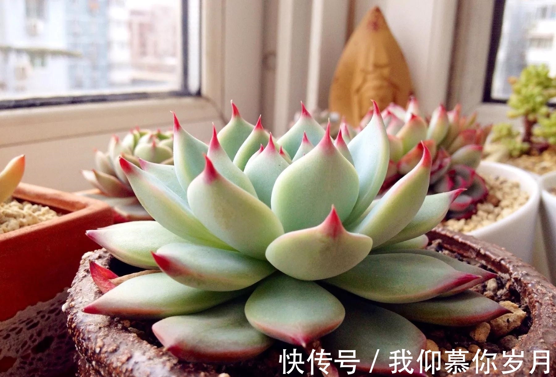 名字像娃娃,形态像莲花,堪称多肉中的“杨贵妃”,是哪种多肉呢