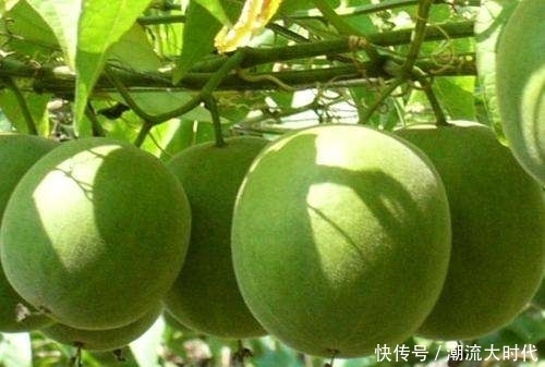 “天然止咳药”找到了,常用此果泡水,润肺生津,冬天不咳嗽