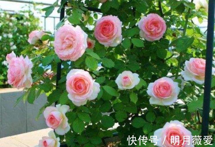 君子兰|家养3种花,个个都是“财神爷”,开花就爆盆,不易生病好养护