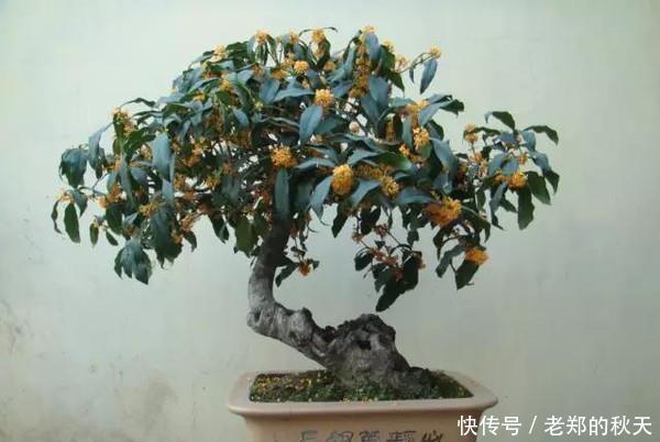 桂花盆景的制作与技巧，简单易学，抓紧收藏！