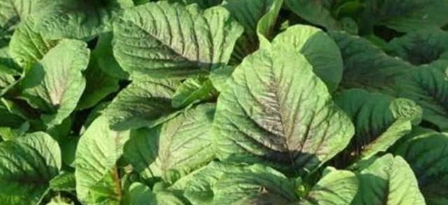 野菜|来自欧洲的进口野菜,常吃能降低胆固醇,在国内被称“百菜王”!