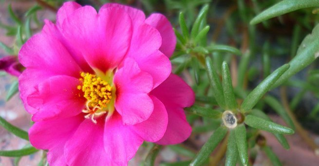 喜欢养花,就养这4种花,并且非常好养,一年四季都有花