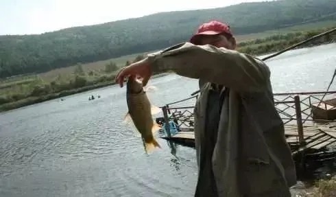 钓鱼比较费钱?成本不足半瓶维它米,钓上来128斤鲫鱼