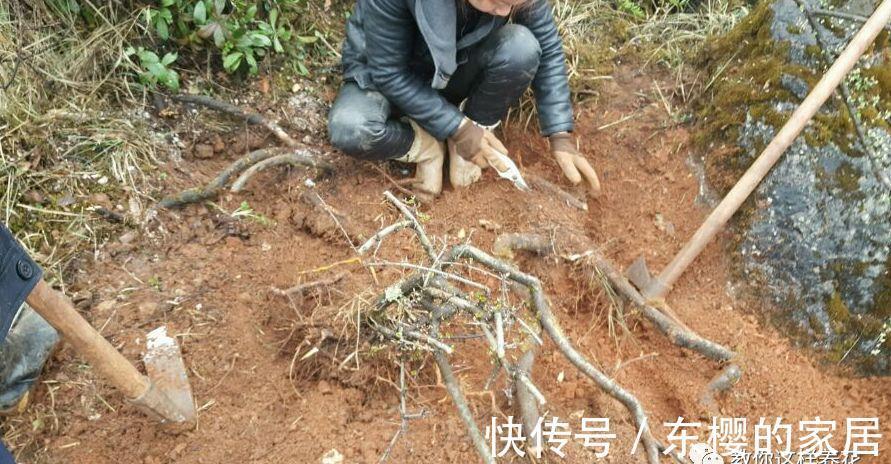 邻居捡到野货树桩,种盆里价值不菲,羡慕啊!