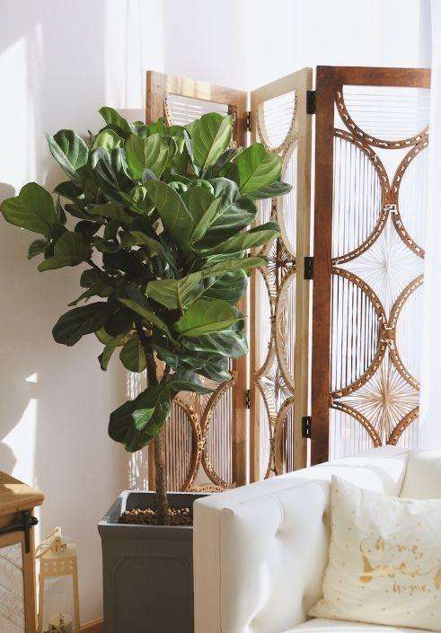 客厅养花别乱养,选5种花,好养好看,高端大气上档次