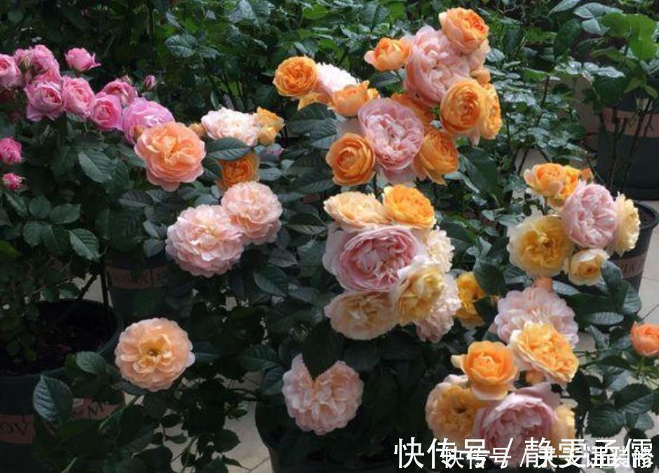 栀子花|4种花漂亮又好养,不仅名字好听,花也漂亮,养家里,满屋飘香!