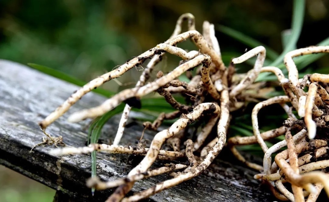 芦头|兰花易得茎腐病，和植料粗细有关？兰友：真正的原因只有3条