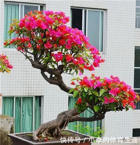 给三角梅盆景巧妙操作,枝干遒劲开花多,你了解过嘛