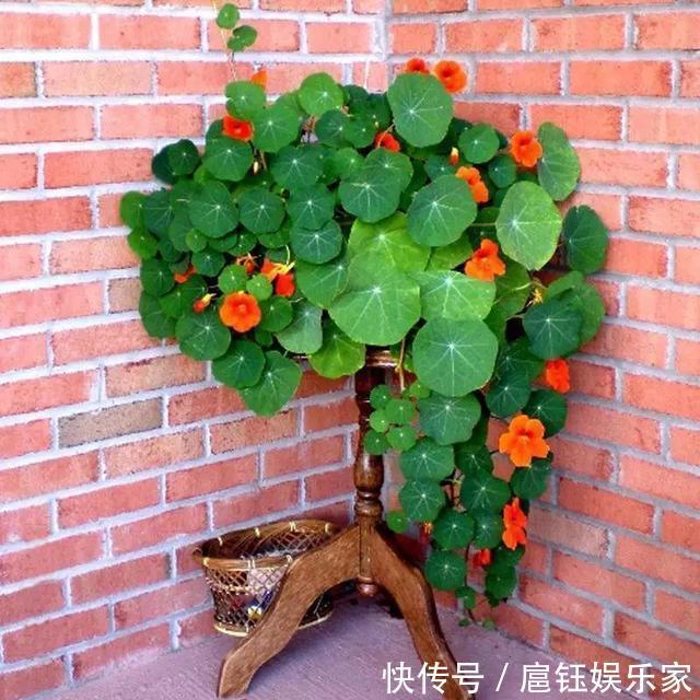 此花叶子像“小荷叶”,长起来比绿萝还快,一年开花6个月