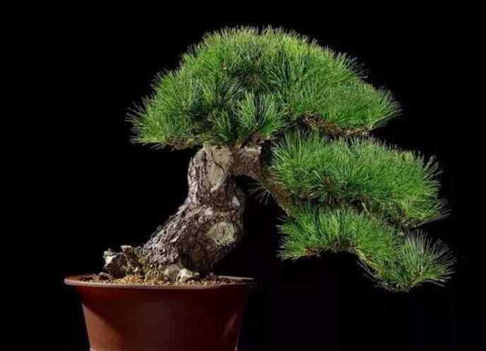 黑松盆景用什么土养好，黑松盆景怎么养好
