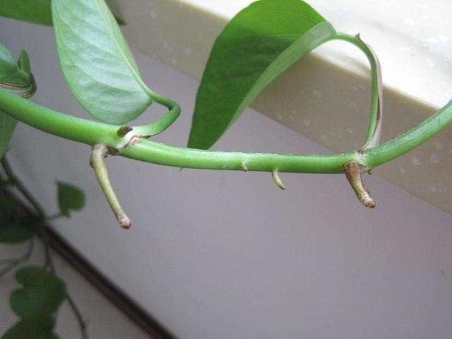 秋凉扦插“3种花”,枝条沾上“水土”,7天呼呼冒白根