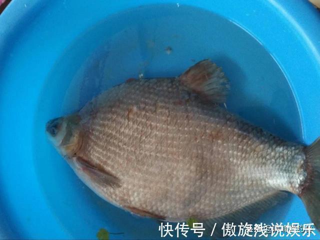 你们还在认为八九斤的那是鳊鱼吗？正确区分鲂鱼，鳊鱼的方法在这