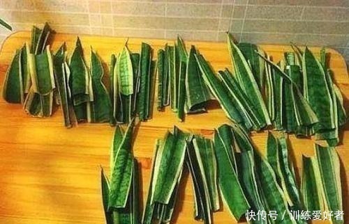 月季|8种花不用花钱买,掐片叶、剪根枝,找个花盆种起来,家里放不下!