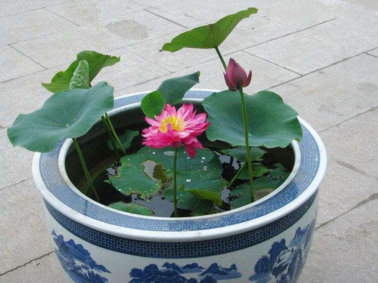 建议大家|盼着雨天来,4种花“淋淋雨”,蹭蹭长爆盆,比施肥还长得快