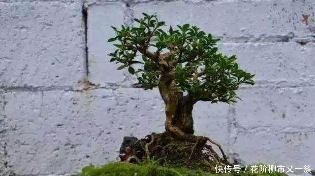 都是大爷差别真大,印象中的大爷只会挤公交,而他用破缸做盆景