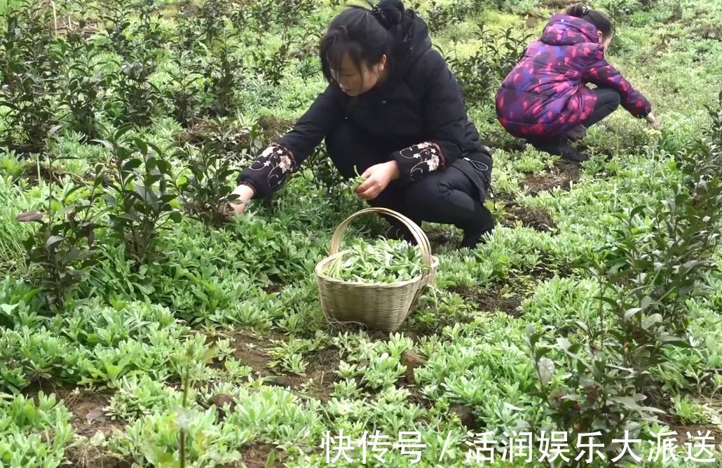 野花野草|山间野菜太多，一会功夫就摘一背篓，拿回家可以做成特色美味小吃