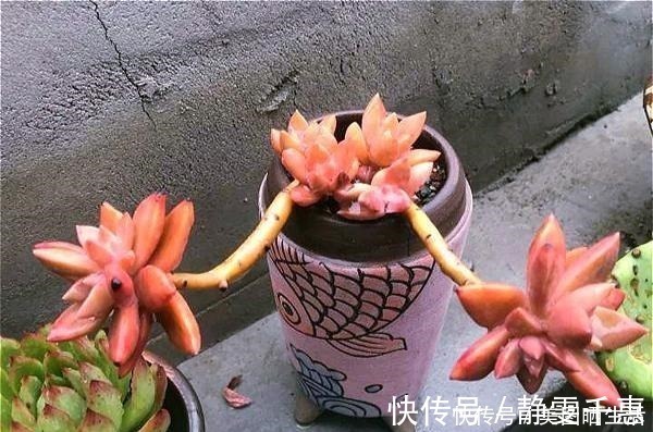 普货|她养多肉,专选“大普货”,养成独特“怪老桩”,大家都夸赞!