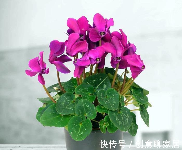 好处|植物“补光”好处很多,如何科学合理为植物补光呢?